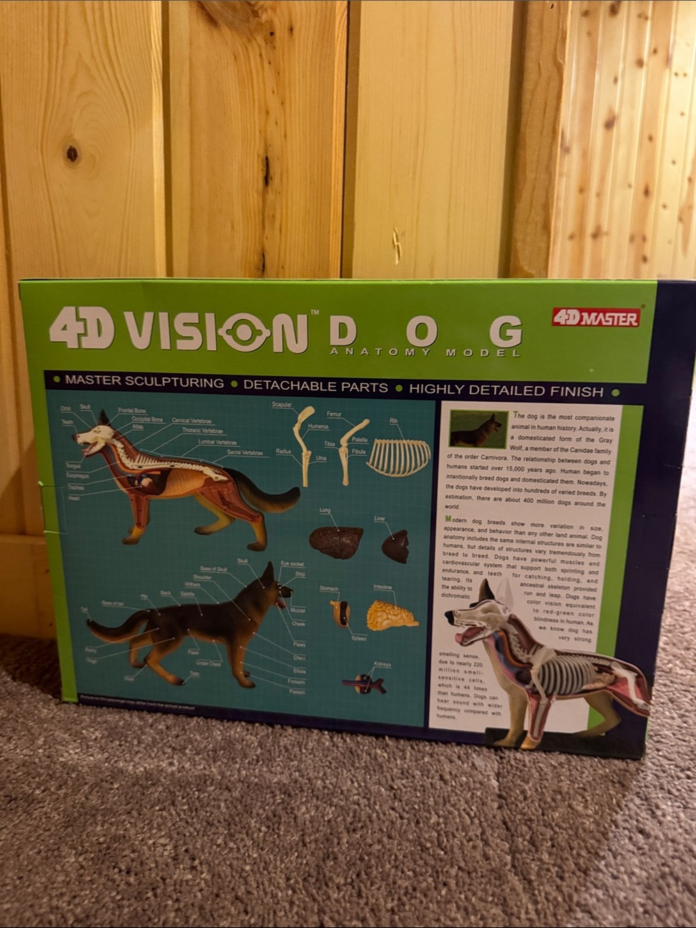 4D Vision Dog Anatomy Model Kit - Green Box - Picture 4 of 4